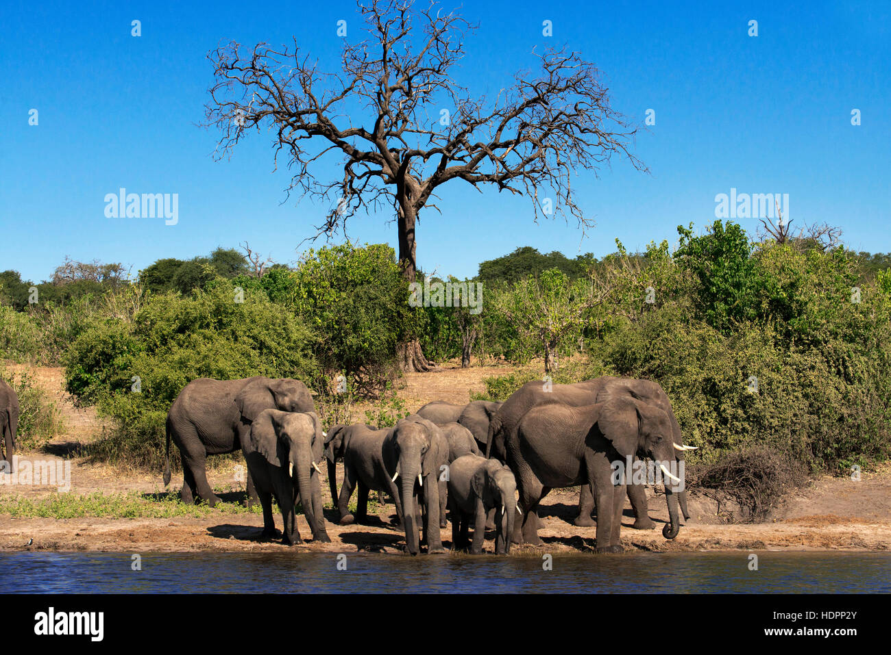 From Victoria Falls is possible to visit the nearby Botswana. Specifically Chobe National Park. Chobe - The Elephant Capital of Africa. Massive elepha Stock Photo