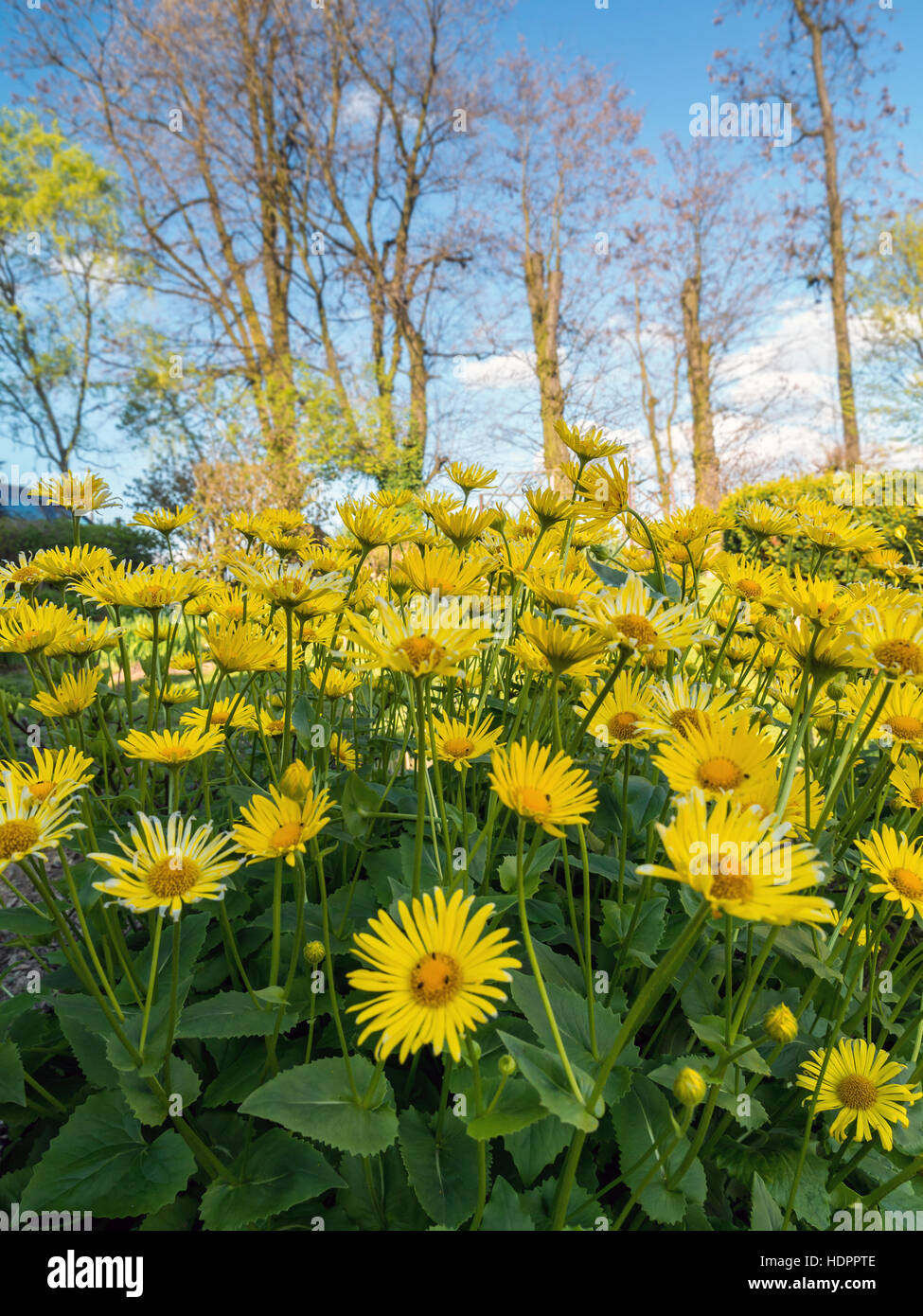 Bunch of yellow Doronicum grandiflorum flowers growing in the garden Stock Photo