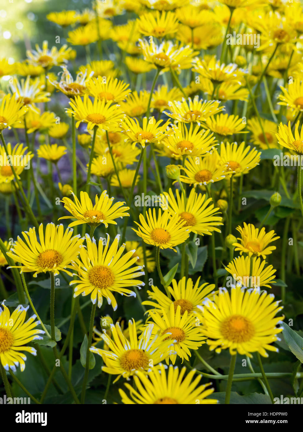 Bunch of yellow Doronicum grandiflorum flowers growing in the garden Stock Photo