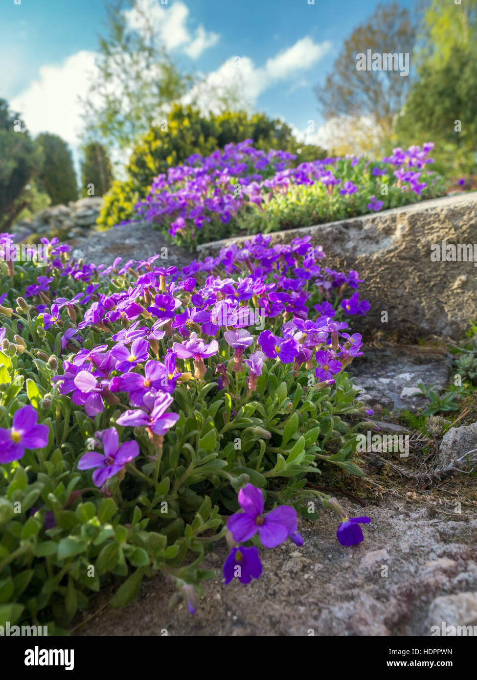 Aubrieta cultorum growing on a rockery Stock Photo