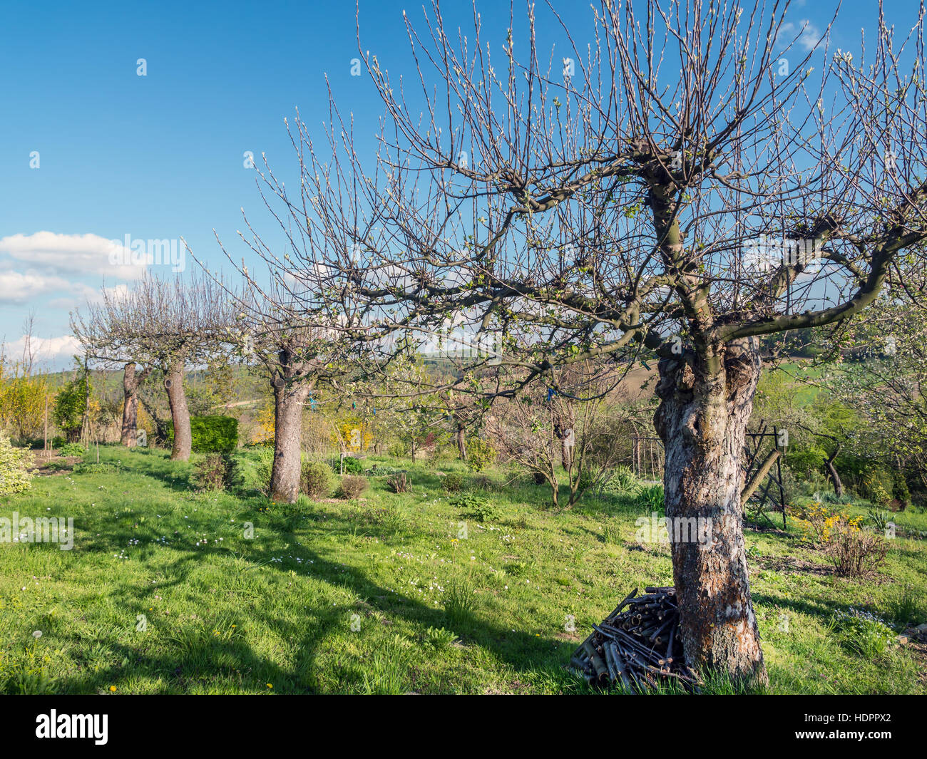 Old apple tree orchard in springtime Stock Photo