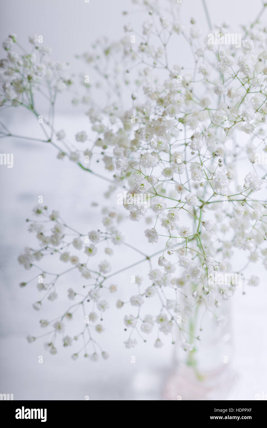 A white flowers of Gypsophila on a white background Stock Photo - Alamy