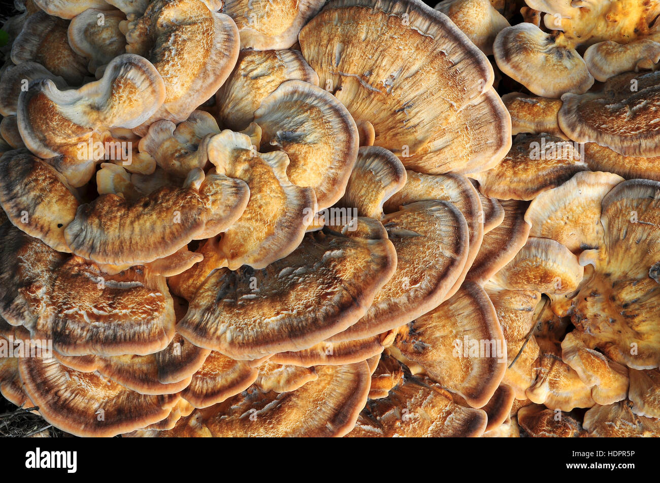 Fruiting body of giant polypore fungus Stock Photo