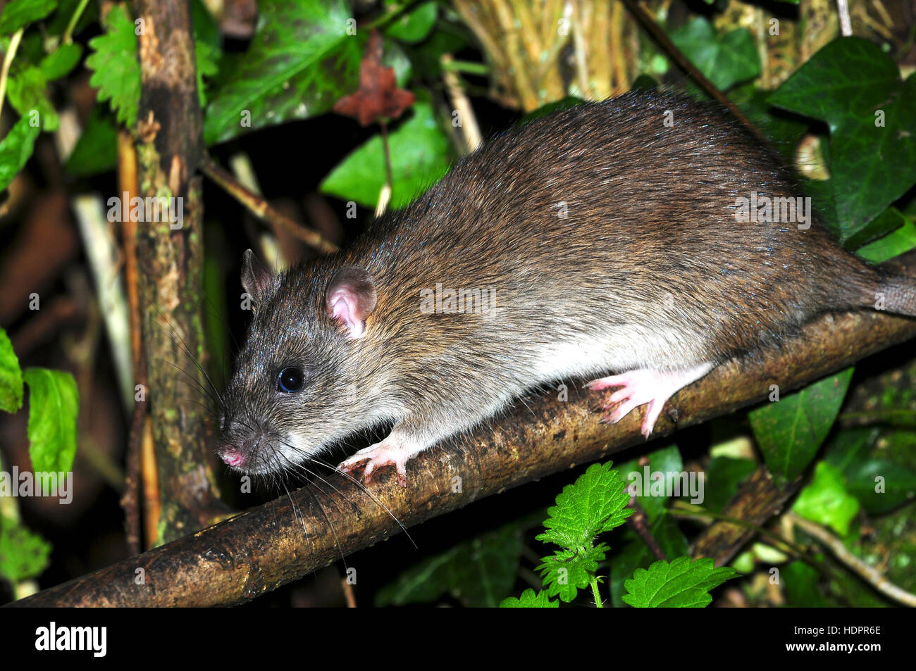 A common brown rat in a hedgerow UK Stock Photo