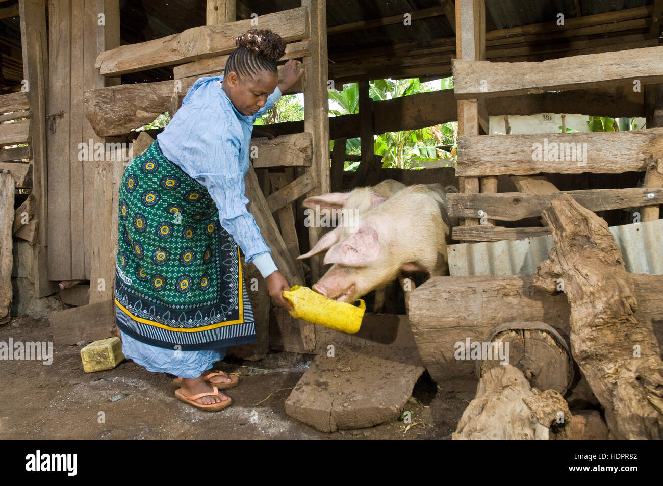 African woman feeds her pigs, a HIV/AIDS income generating project, Moshi, Tanzania Stock Photo