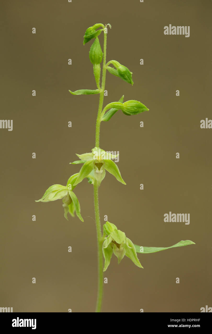 A Narrow-lipped Helleborine at Sheepleas in Surrey. Stock Photo