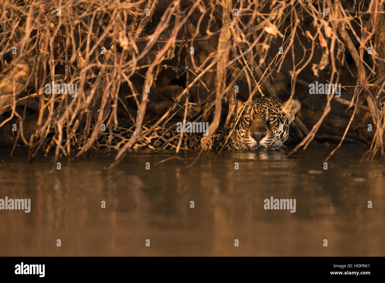 A Jaguar swims under overhanging vegetation in the Pantanal Stock Photo