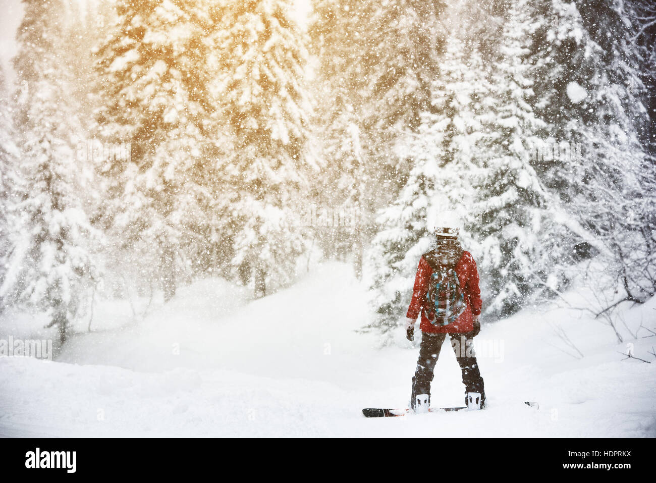 Snowboarder stands snow frozen forest backcountry Stock Photo