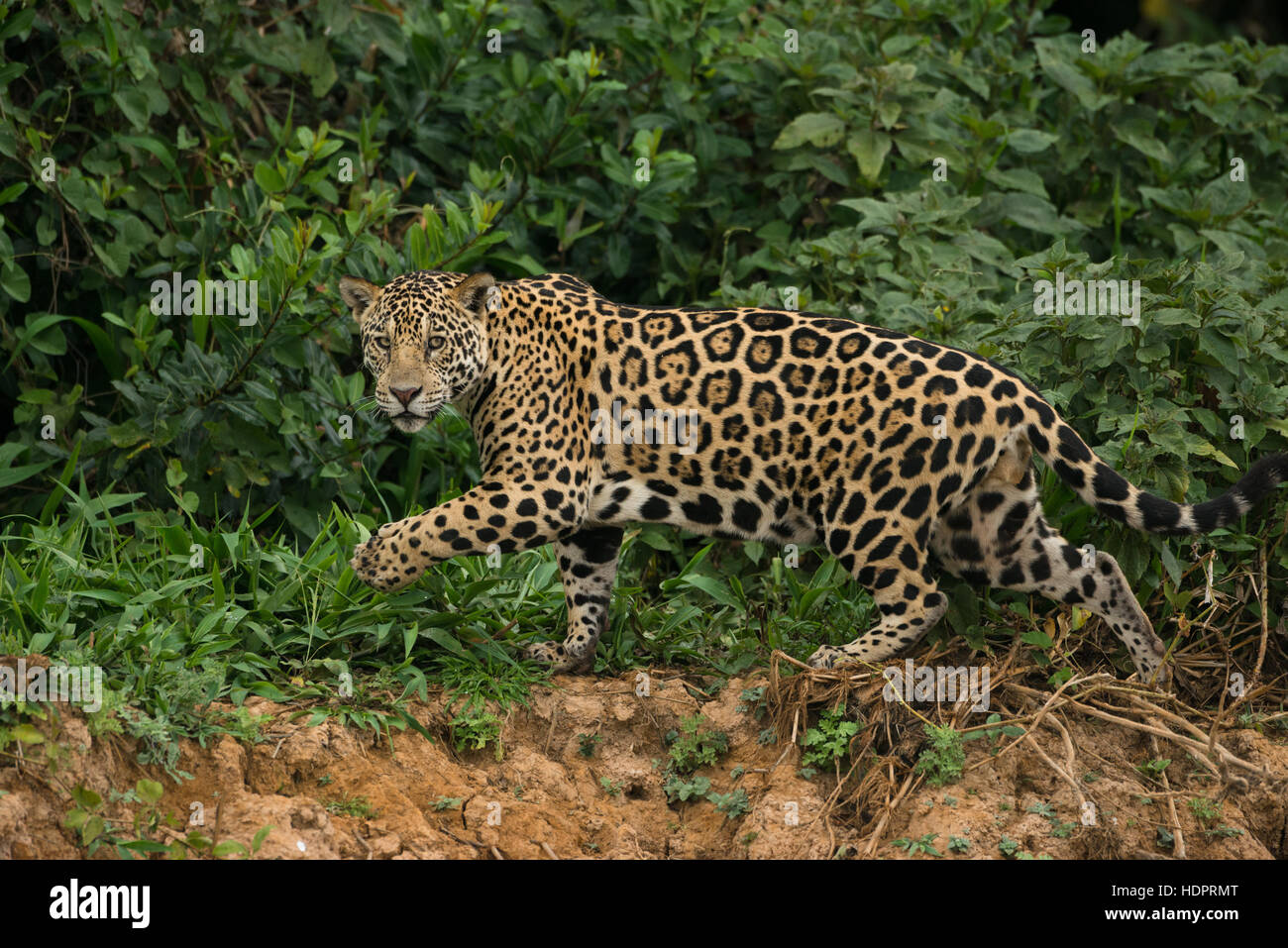 A Jaguar from North Pantanal Stock Photo