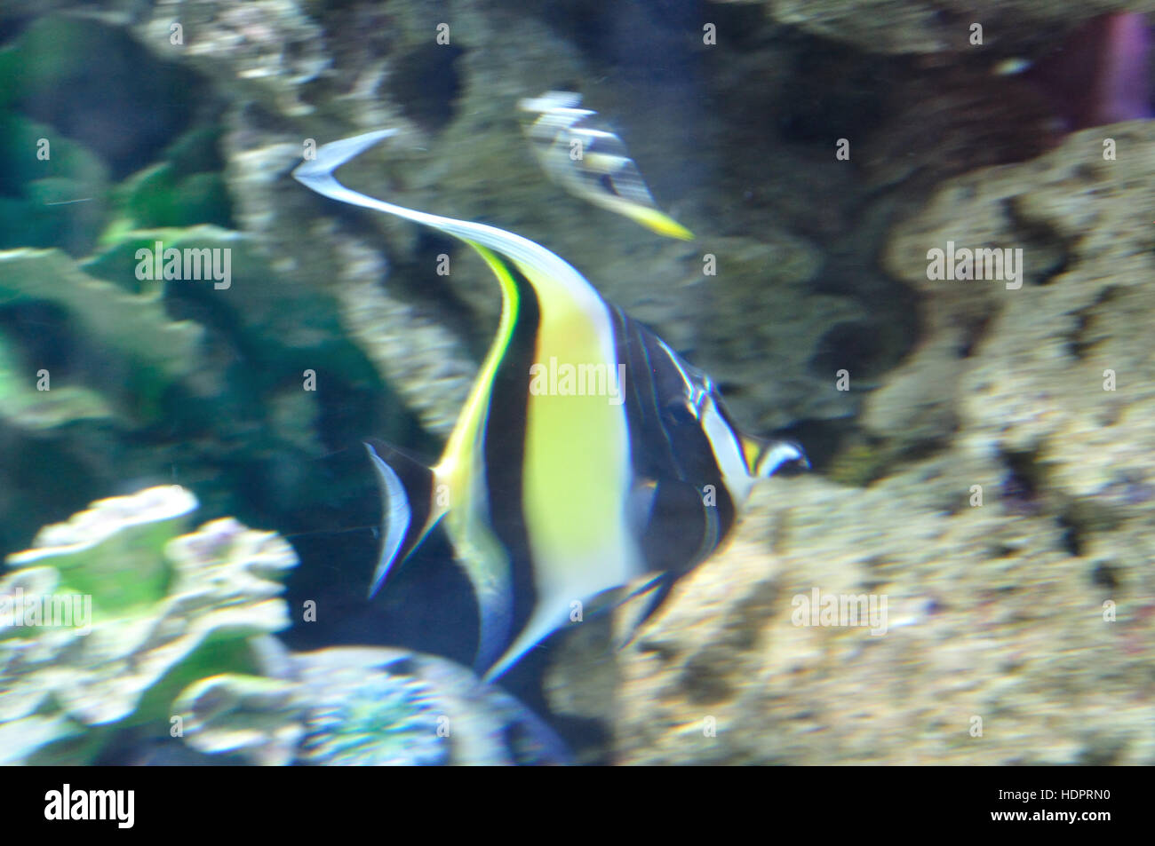 Angel fish serene hi-res stock photography and images - Alamy