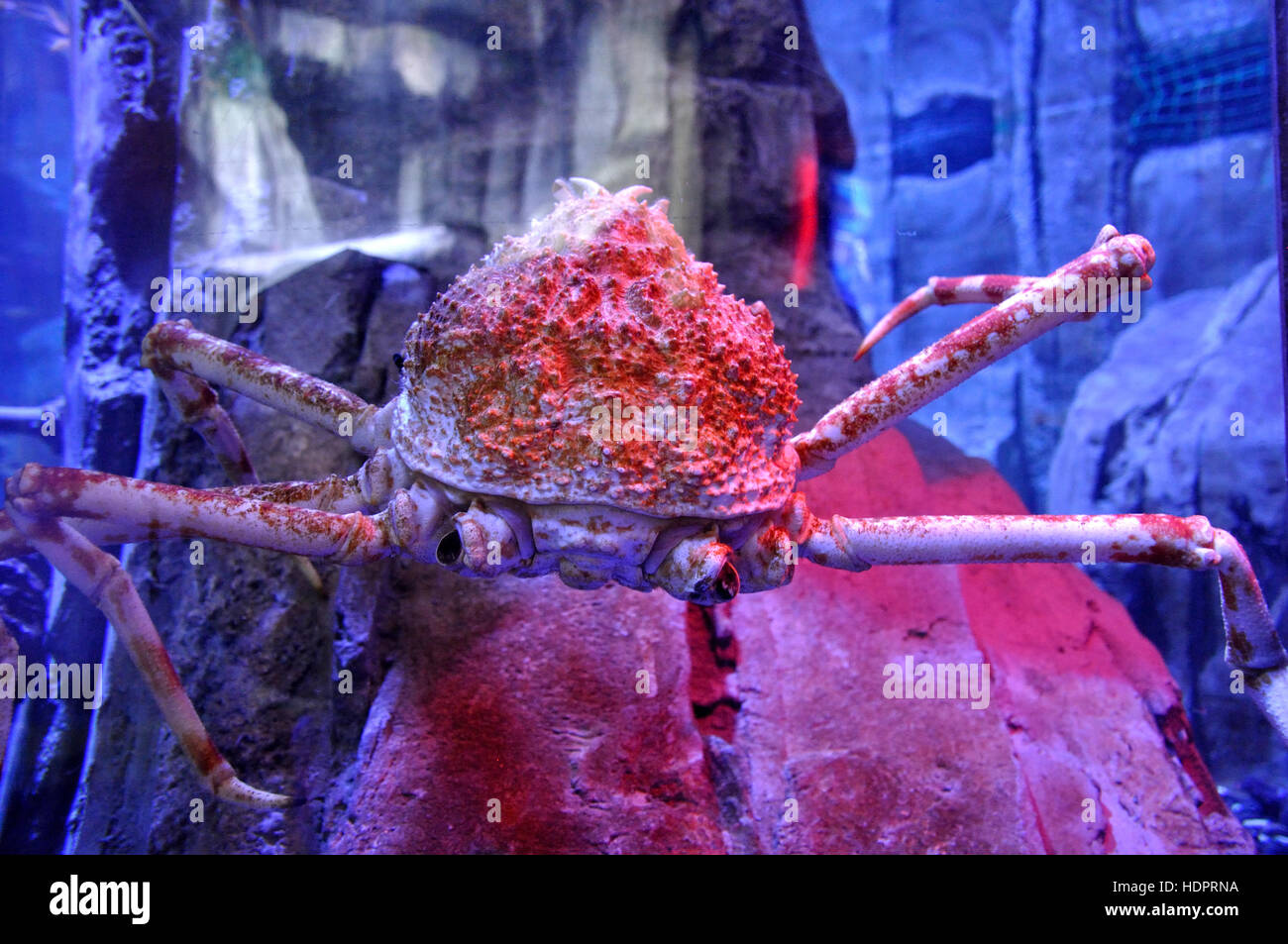 Red spider crab Stock Photo