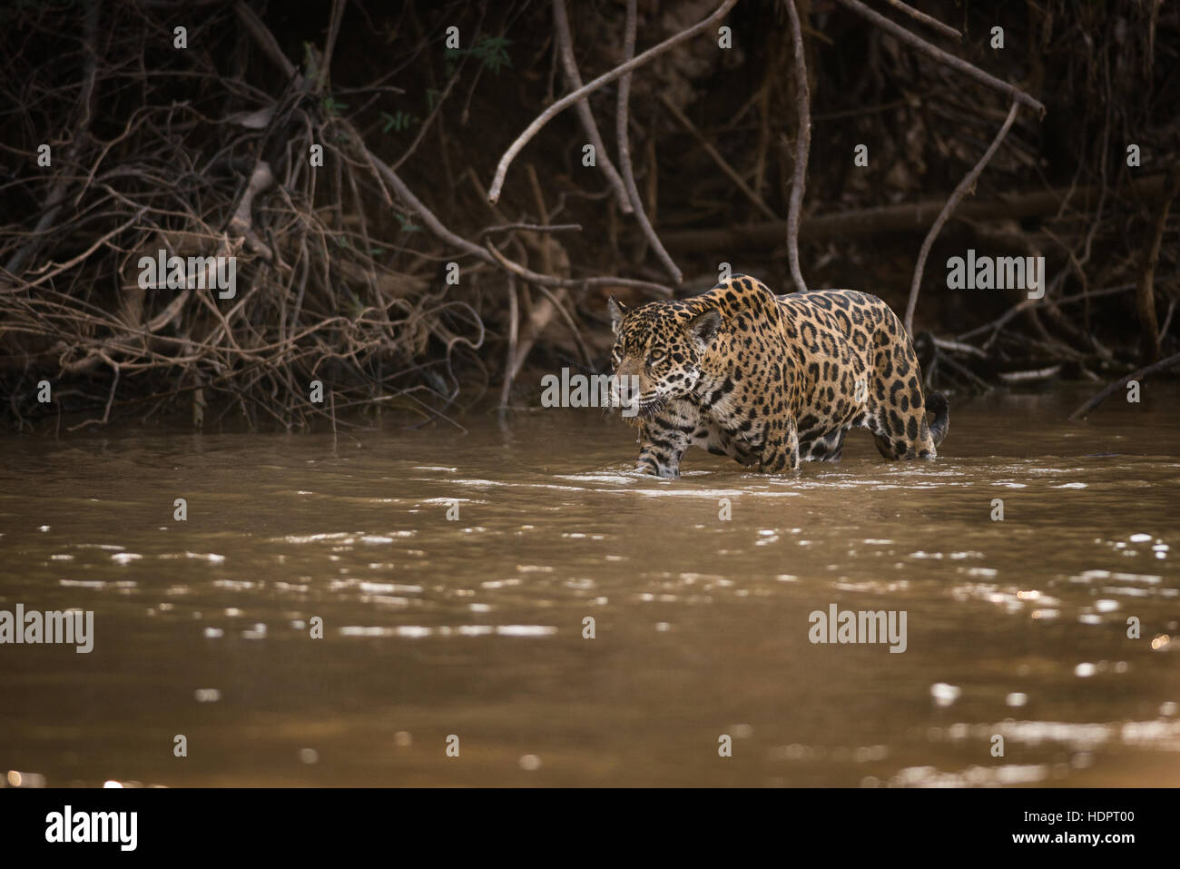 A Jaguar patrols a river shoreline, looking for prey Stock Photo