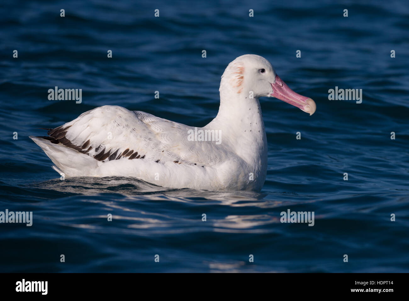 An adult Wandering Albatross floating on the ocean Stock Photo
