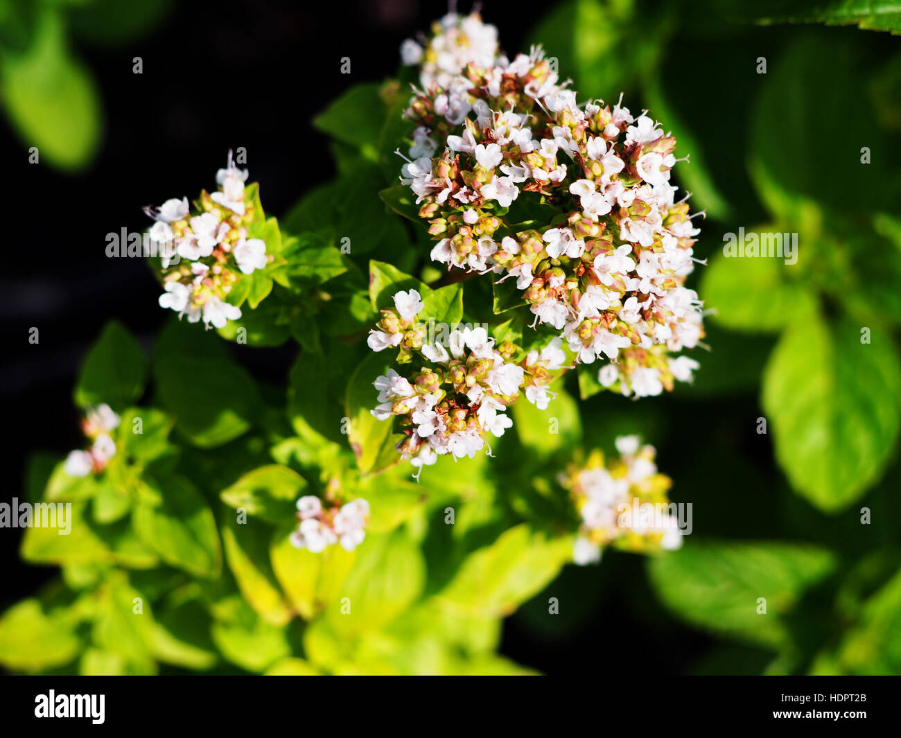 origanum-vulgare-thumble-s-variety-stock-photo-alamy