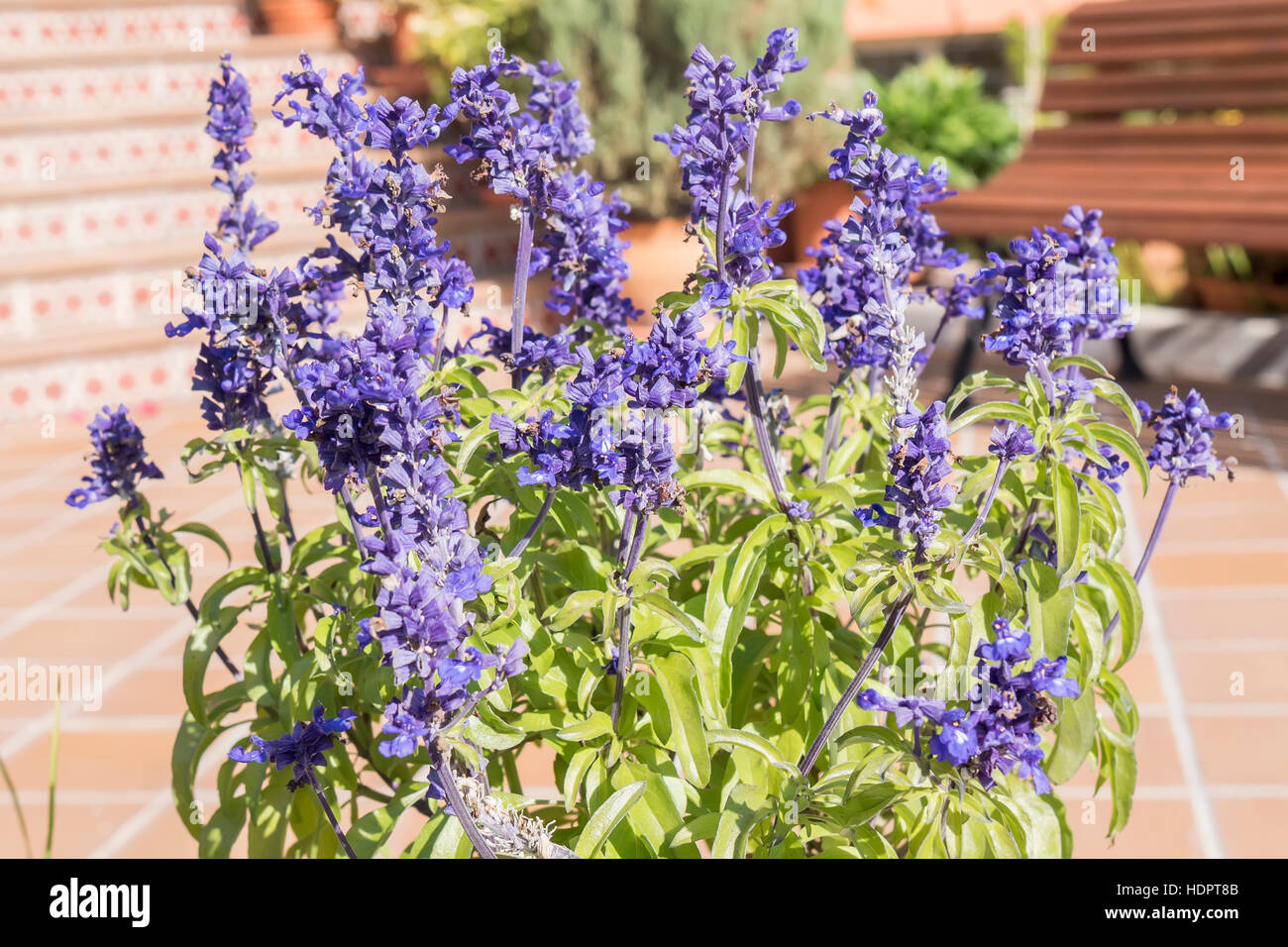 Sage plant in bloom Stock Photo Alamy
