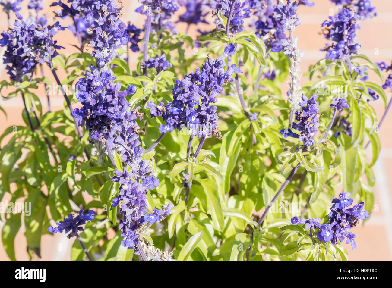 Sage plant in bloom Stock Photo Alamy