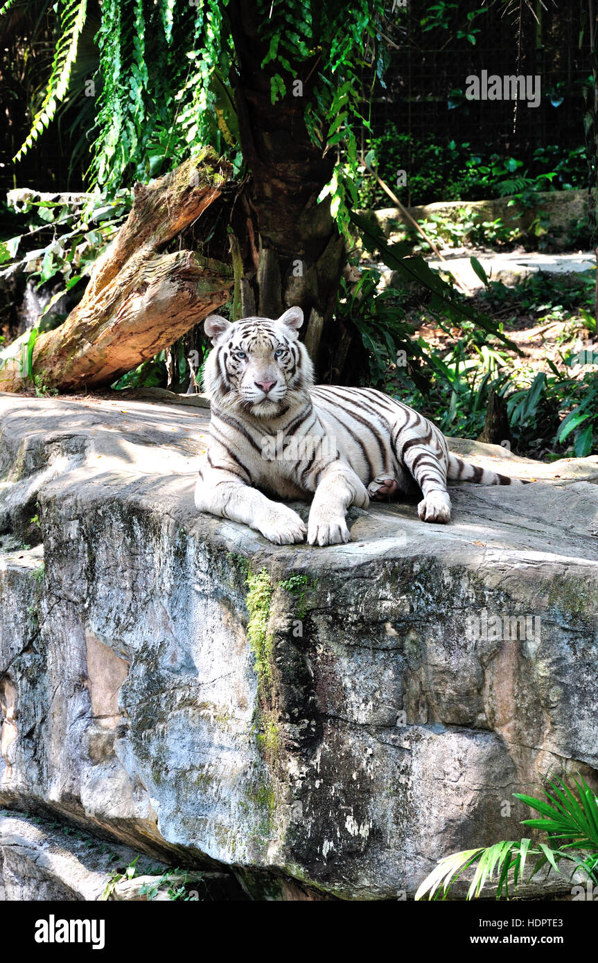 White tiger relaxing on a Rock Stock Photo