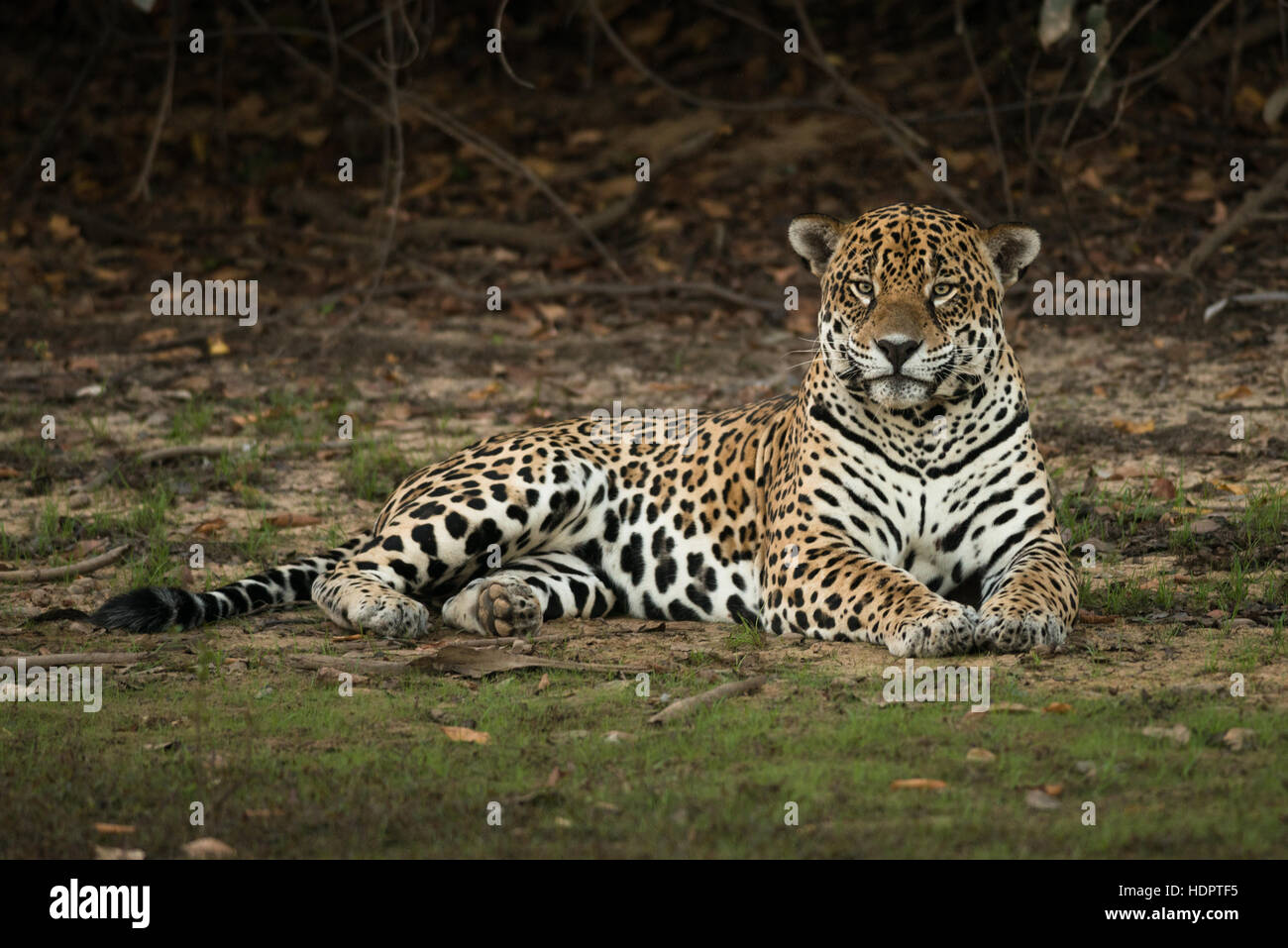 A very large male Jaguar resting on the shores of a lake in the Pantanal Stock Photo