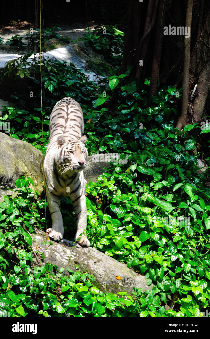 Cute white tiger hi-res stock photography and images - Alamy