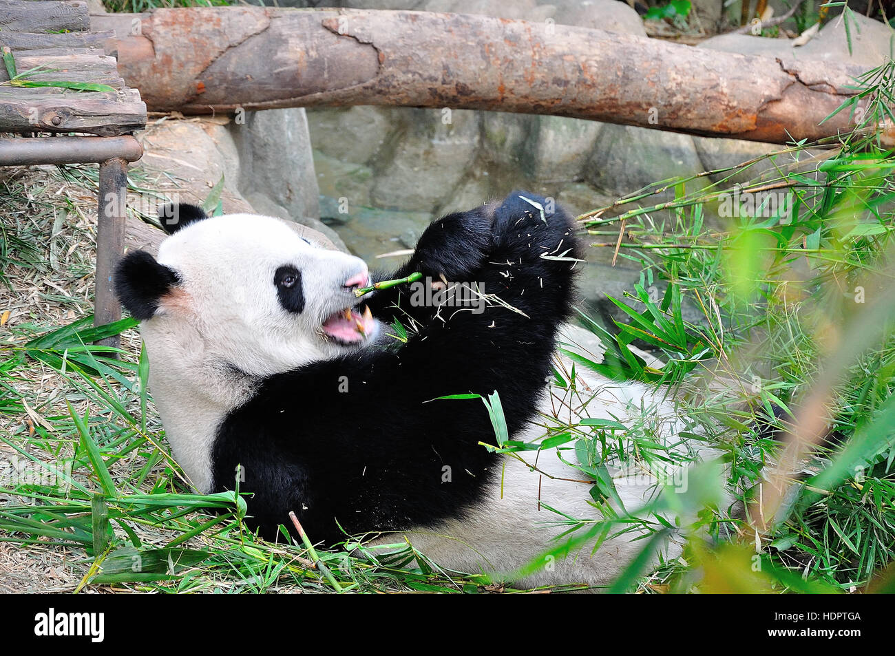 Panda feeding Stock Photo