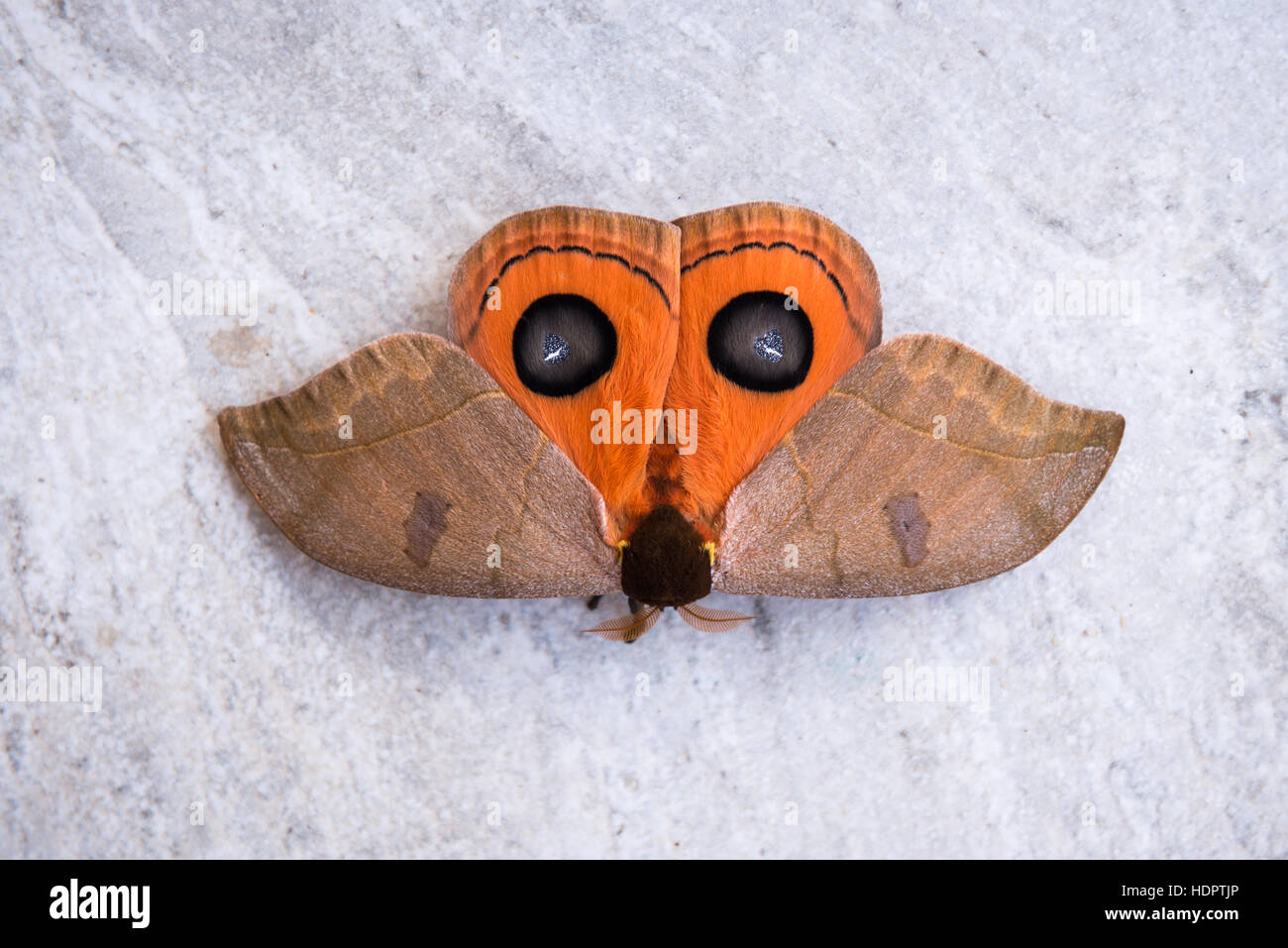 An owl-moth of the genus Automeris showing its false eyes. Stock Photo