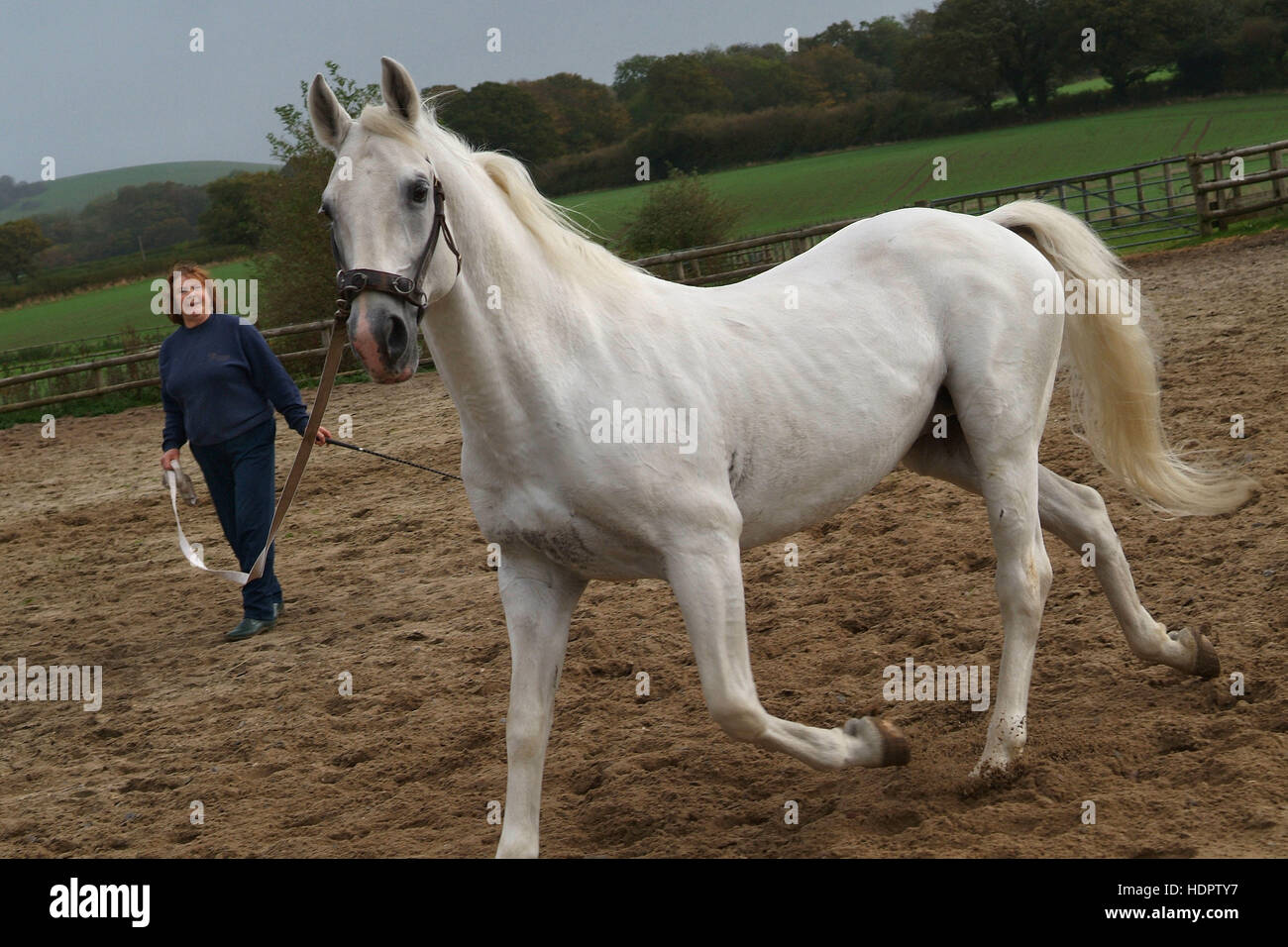 Lipizzaner horses being trained by Una Harley at Starrocks Stud,Shaftesbury,Dorset,UK. Stock Photo