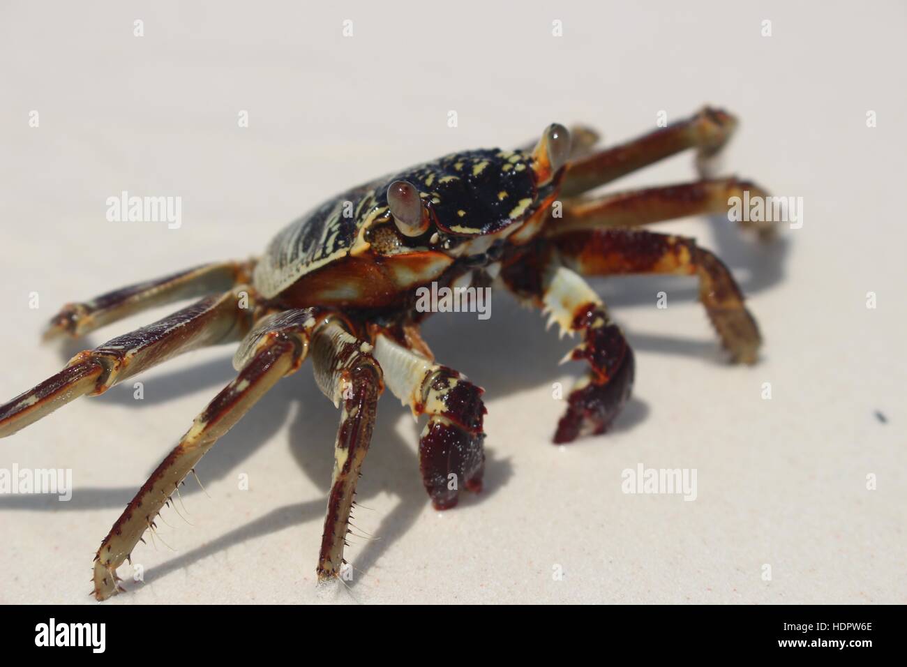 Close up of crab on the white sand of zanzibar, Tanzania Stock Photo