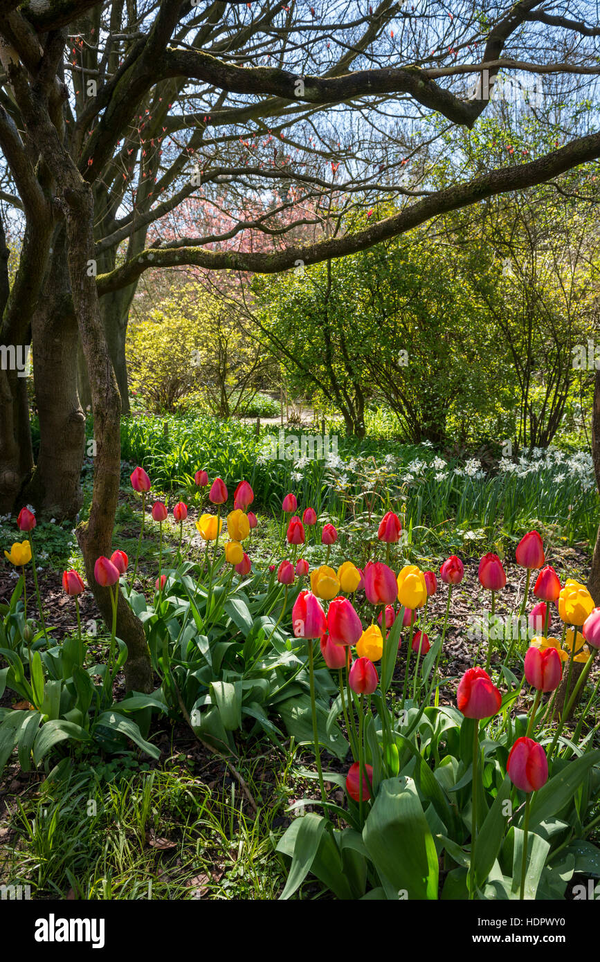 Spring tulips at Highdown Gardens near Worthing, West Sussex, UK Stock Photo