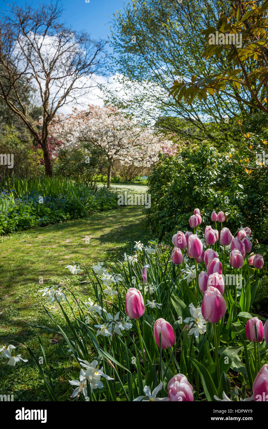 Spring tulips at Highdown Gardens near Worthing, West Sussex, UK Stock Photo