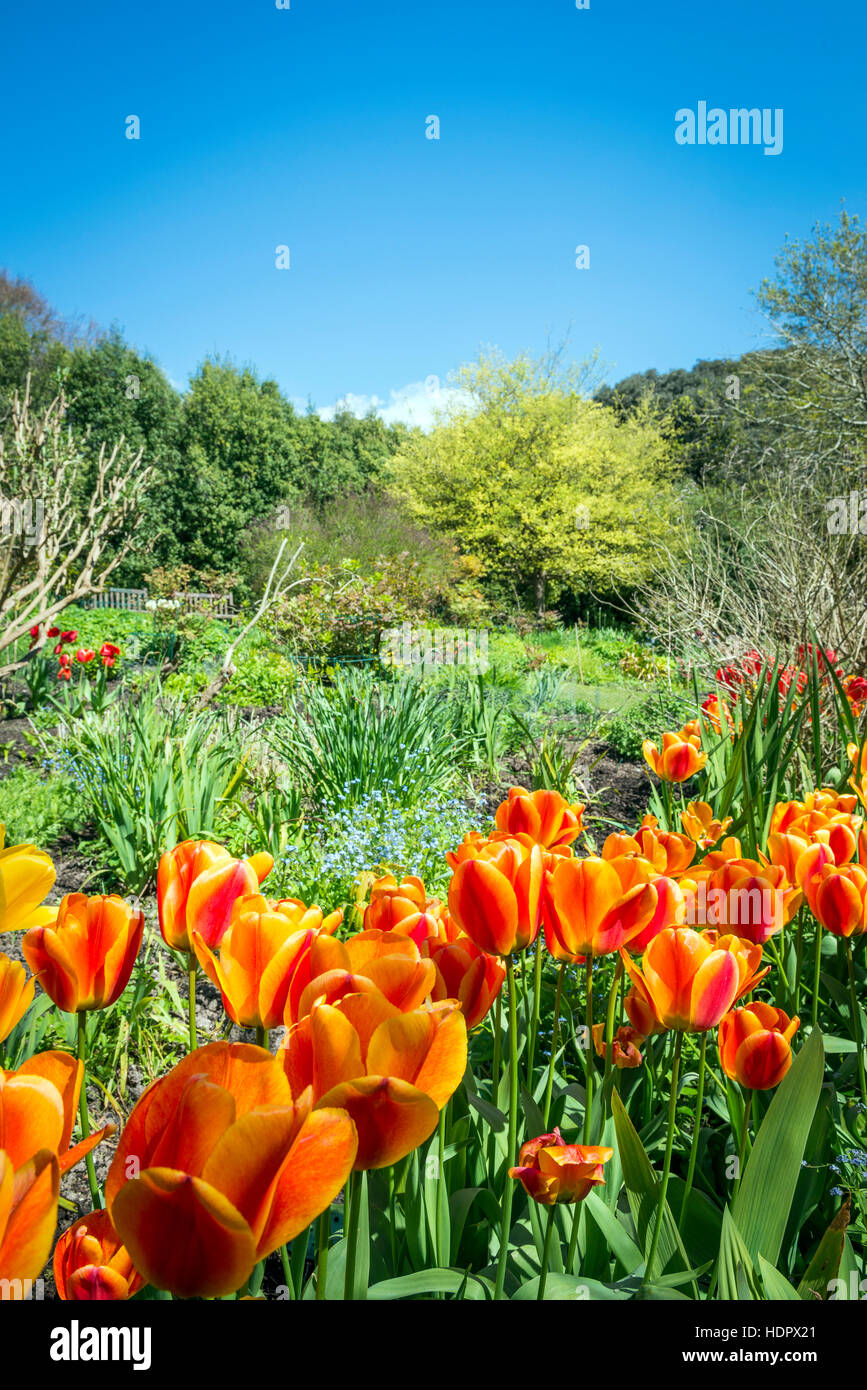 Spring tulips at Highdown Gardens near Worthing, West Sussex, UK Stock Photo