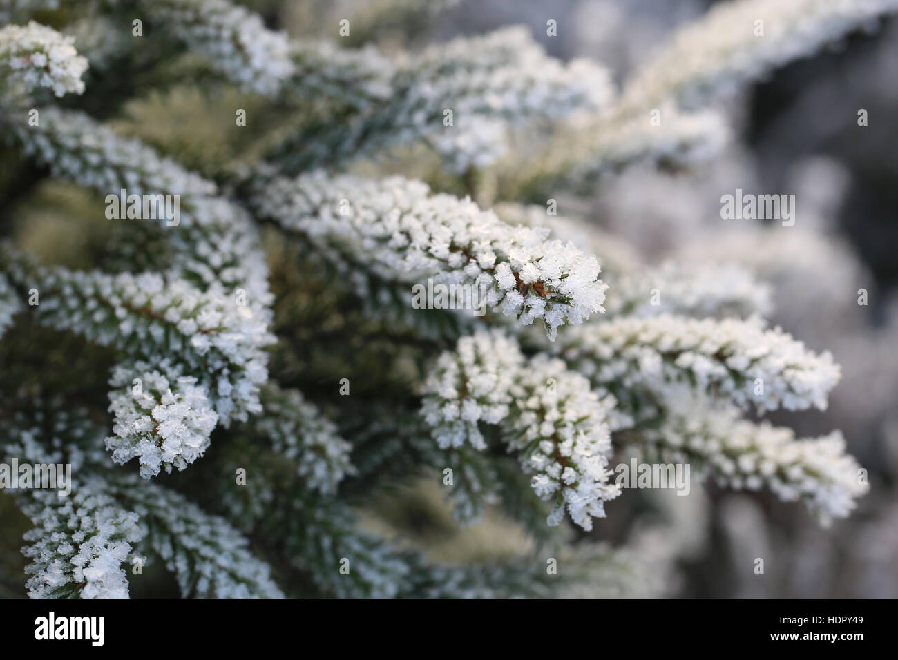 Frost and ice crystals on small fir tree branches close up on a cold day of winter. Shallow depth of field. Stock Photo