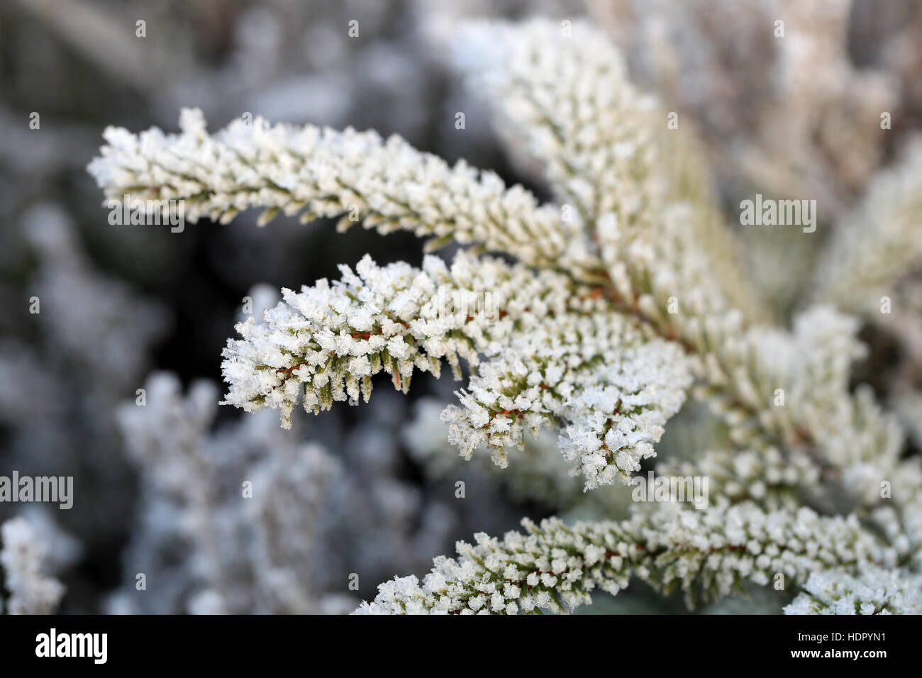 Macro view of ice crystals on the tips of spruce tree branches on a cold frosty day of winter. Shallow depth of field. Stock Photo