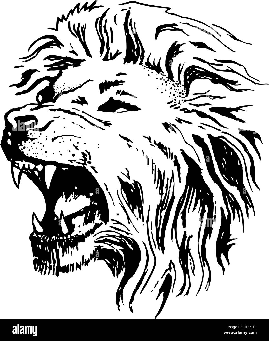 Sketch vector lion head open mouth grin Stock Vector Art & Illustration