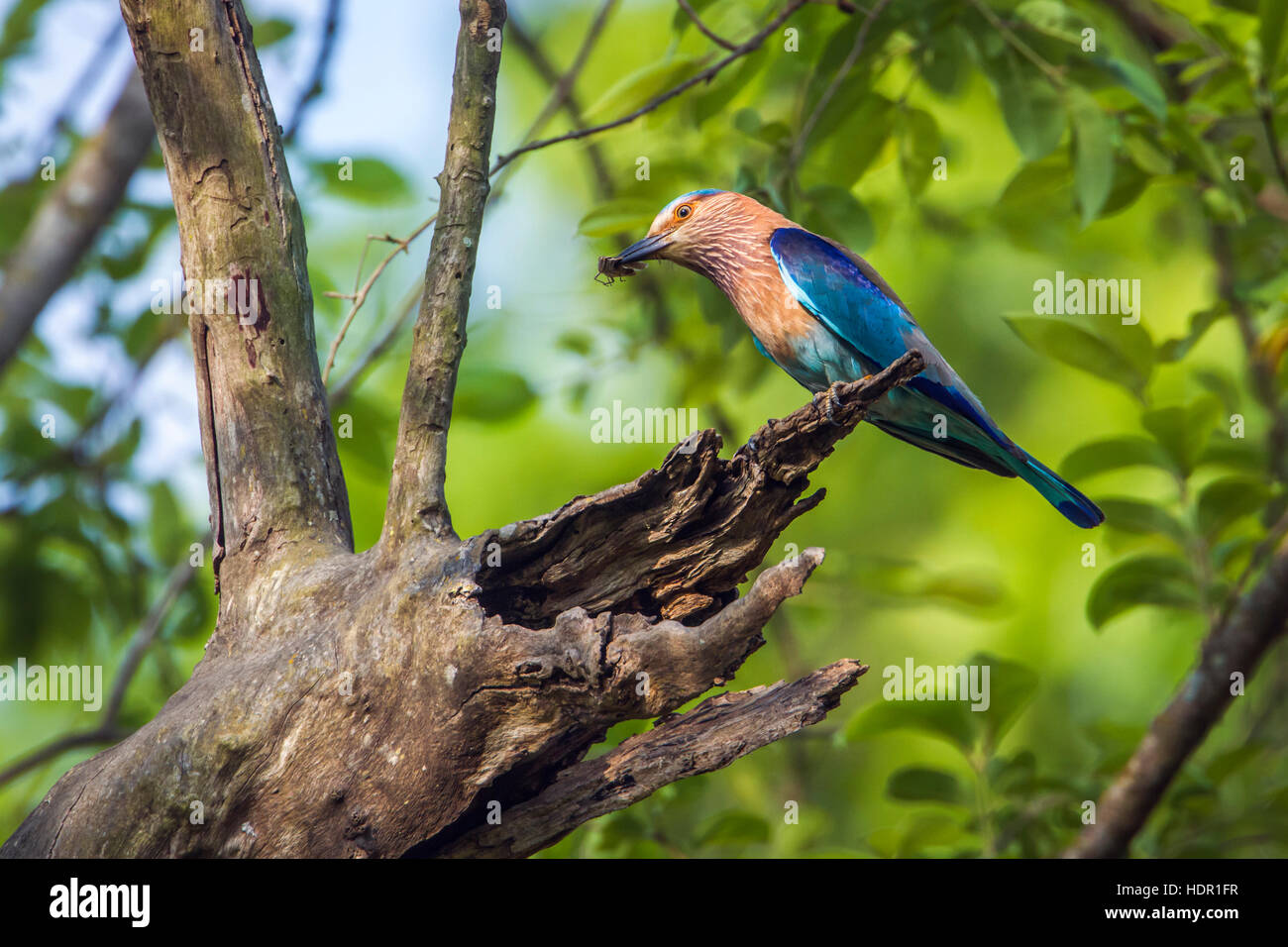 Roller in the nest hi-res stock photography and images - Alamy