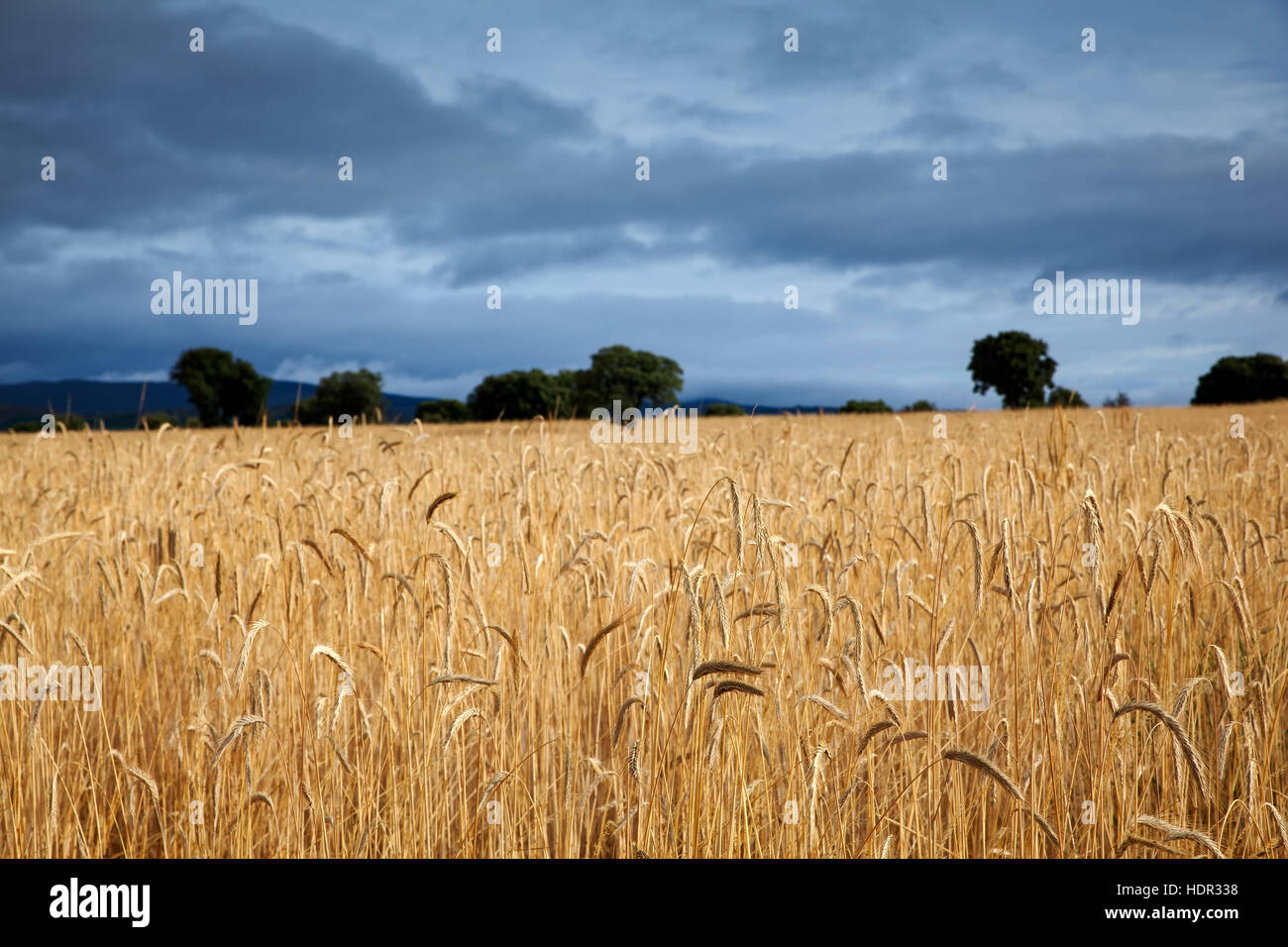 Ears of corn in the spanish field Stock Photo Alamy
