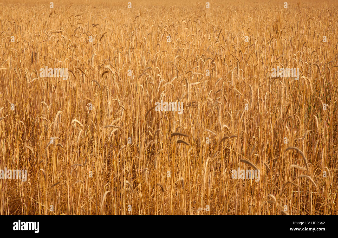 Ears of corn in the spanish field Stock Photo Alamy