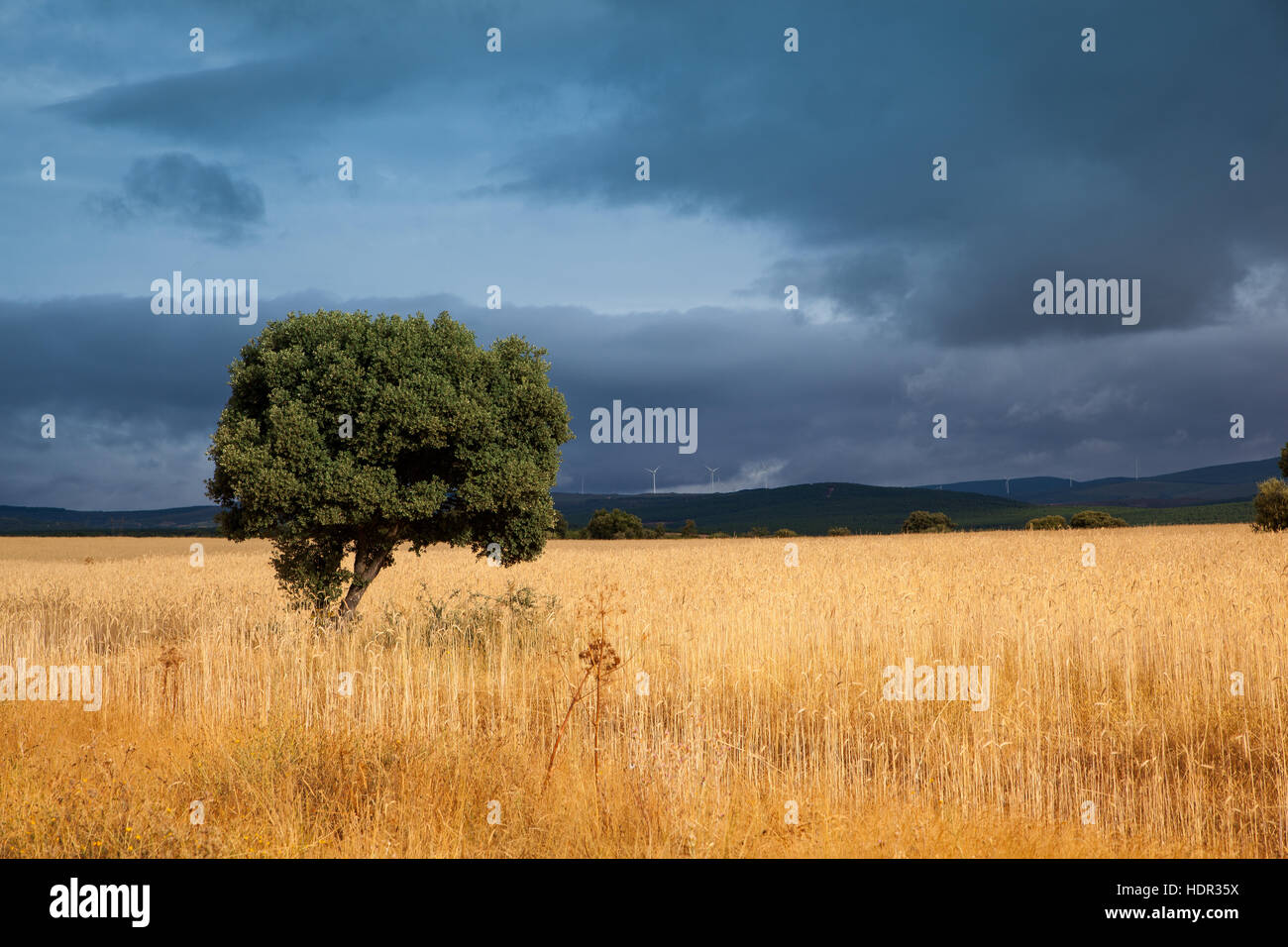 Ears of corn in the spanish field Stock Photo Alamy