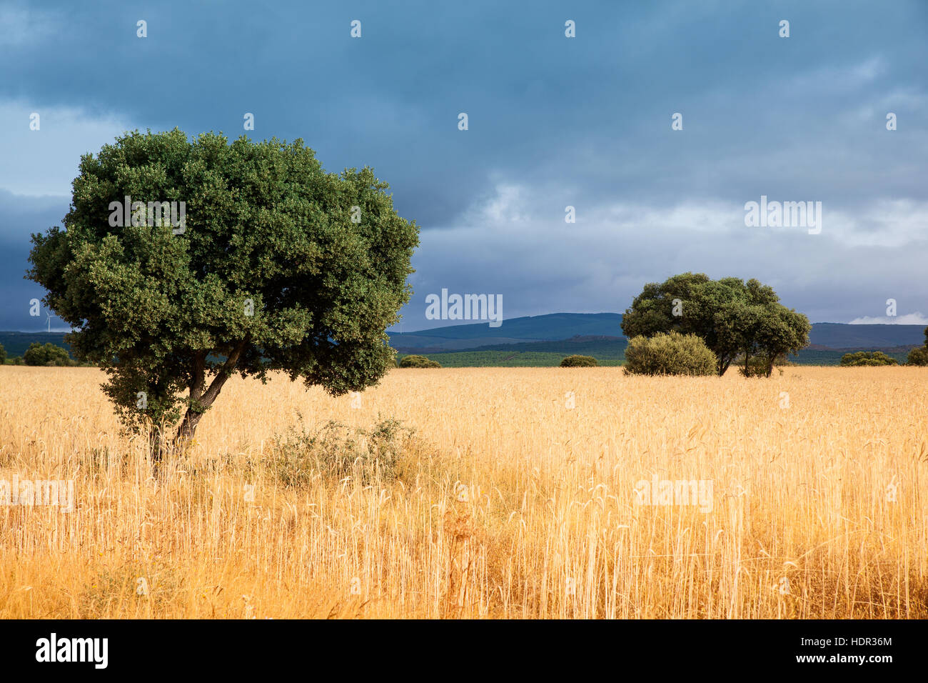 Ears of corn in the spanish field Stock Photo Alamy
