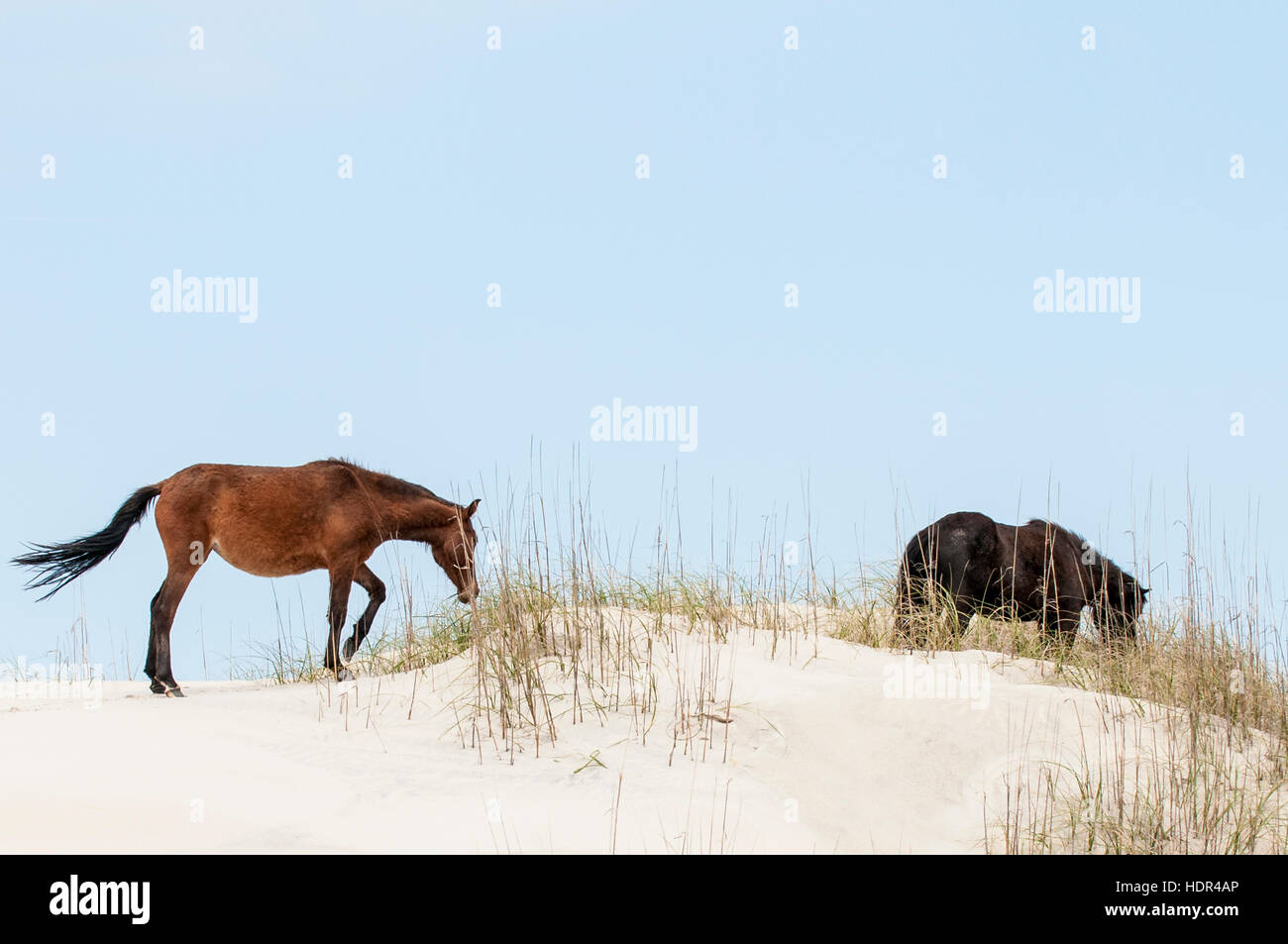 Outer banks mustang hi-res stock photography and images - Alamy