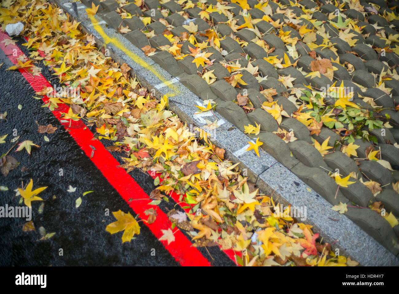 road with yellow leafs no parking red road stripes curb and anti walk paving stones Stock Photo