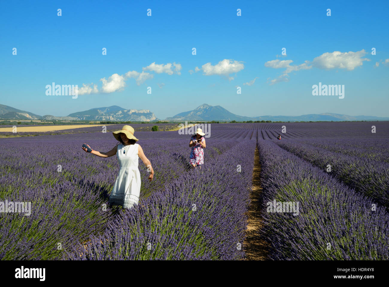 Chinese Tourists Visiting the Lavender Fields of the Valensole Plateau Provence France Stock Photo