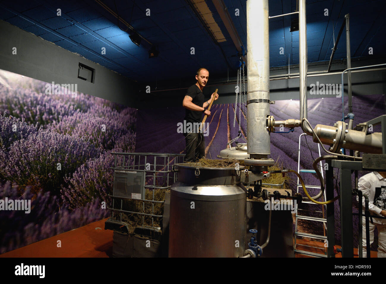 Distilling Cut Lavender in a Lavender Distillery, Factory or Perfumery near Saignon Luberon Provence France Stock Photo