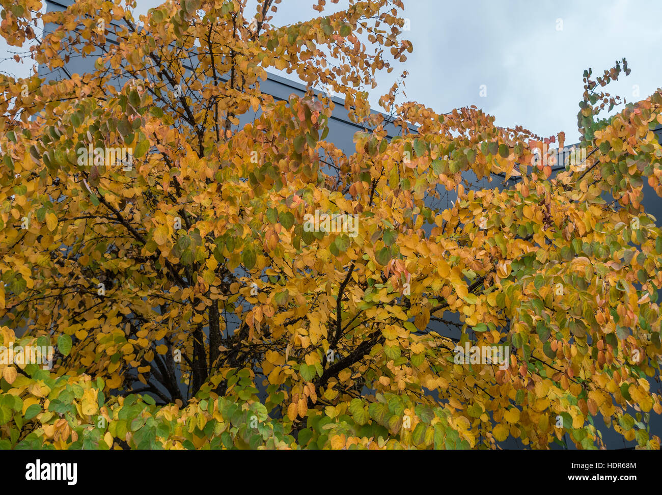 Golden autumn leaves hi-res stock photography and images - Alamy