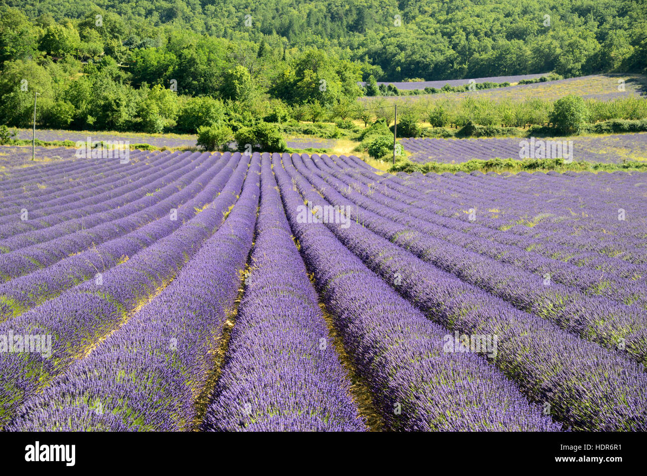 Rows of Lavender in Field and Forest in the Luberon Regional Park near Auribeau Provence France Stock Photo