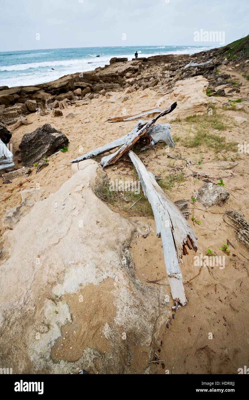 blur in south africa branch dead tree coastline of st lucia and winter