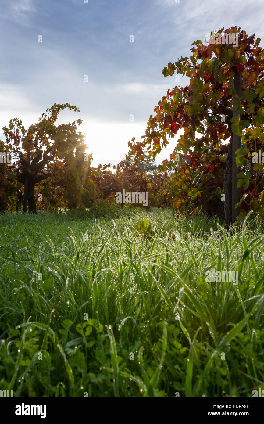 Between Grass Rows morning due clinging to the blades of grass in between the rows of ...