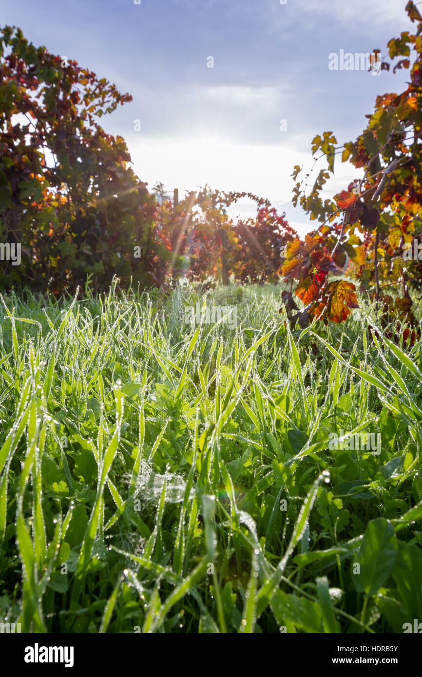 Between Grass Rows morning due clinging to the blades of grass in between the rows of ...