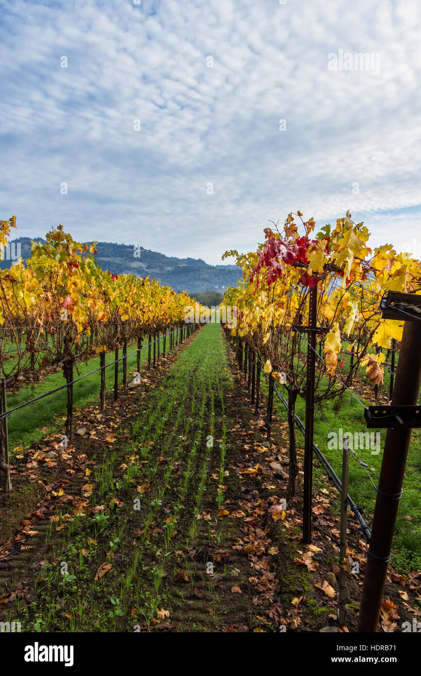 golden yellow leaves on the grape vines with a green grass path in ...