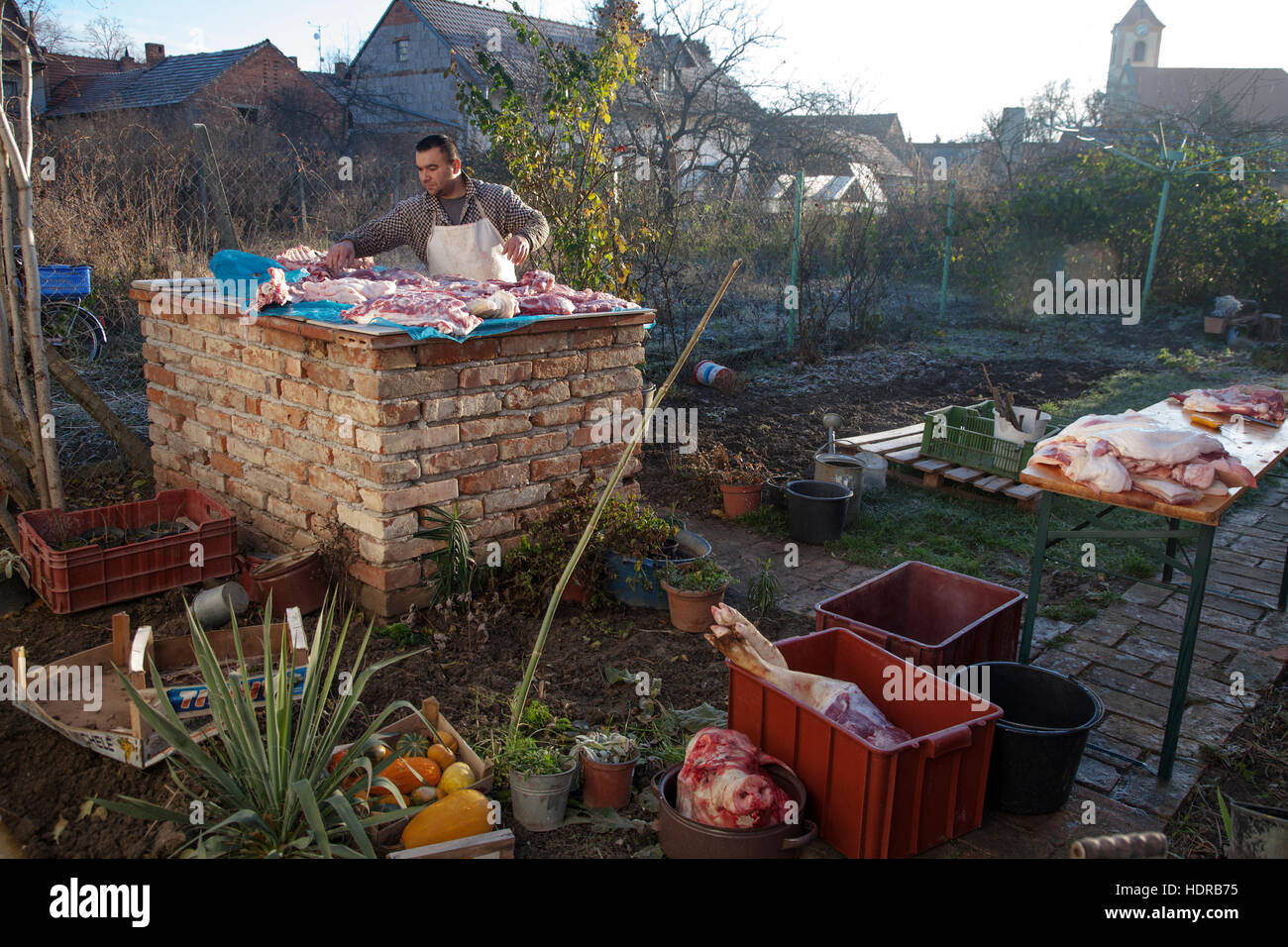 Traditional pig killing in Moravia, Czech Reoublic Stock Photo