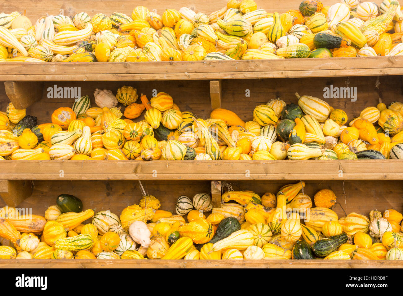 Lots of pumpkins in a shelf at the market Stock Photo